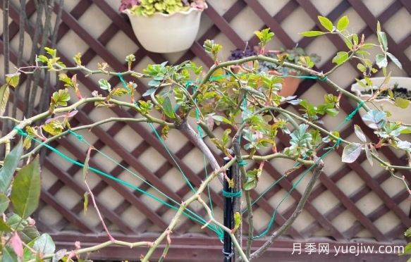 养月季要横拉，萌芽多变成开花机器(图1)