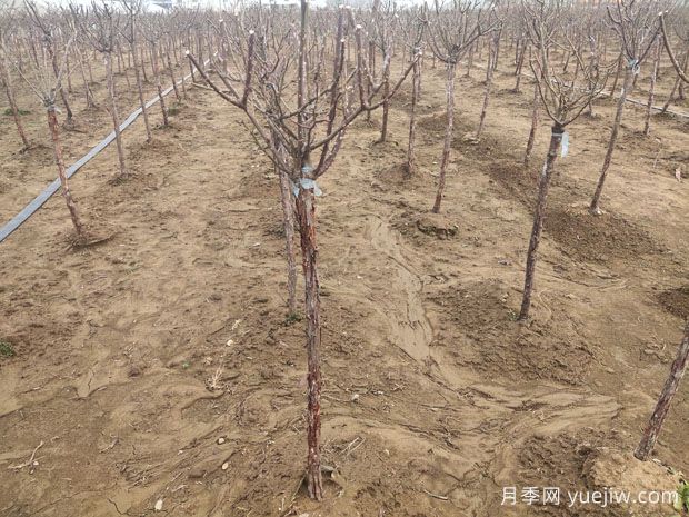 早春月季伤流黑杆怎么办(图1)