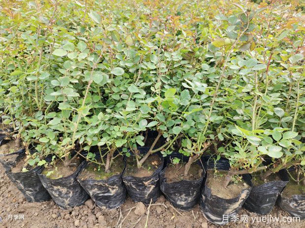 藤本月季花量少是什么原因？(图1)