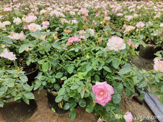 盆栽月季花怎么养？如何促开花？对人体健康有无影响(图2)