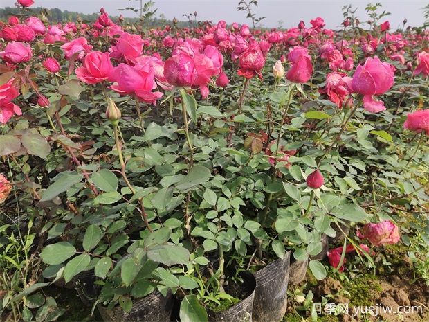 中国苗木重要产区分布(图1)