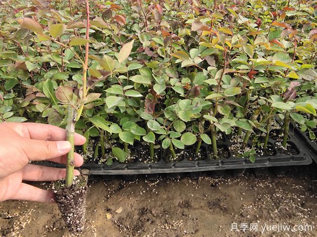 月季小苗的养殖方法和注意事项(图1)