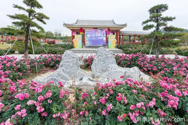 五园联动，2024深圳月季赏浪漫进行中(图2)