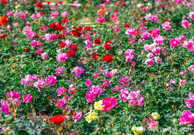 五园联动，2024深圳月季赏浪漫进行中(图3)