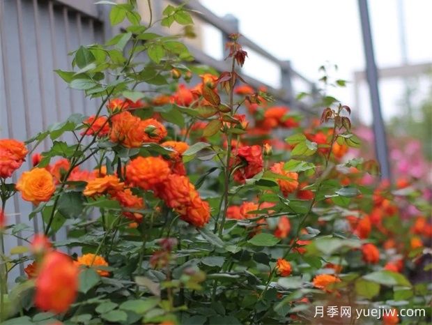 金华职院月季花墙，校园美丽多彩(图2)