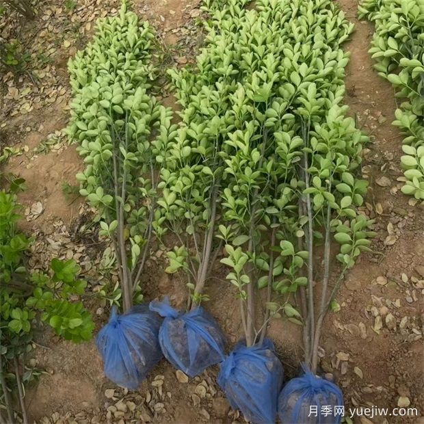 2米高北海道黄杨基地批发价格(图3)