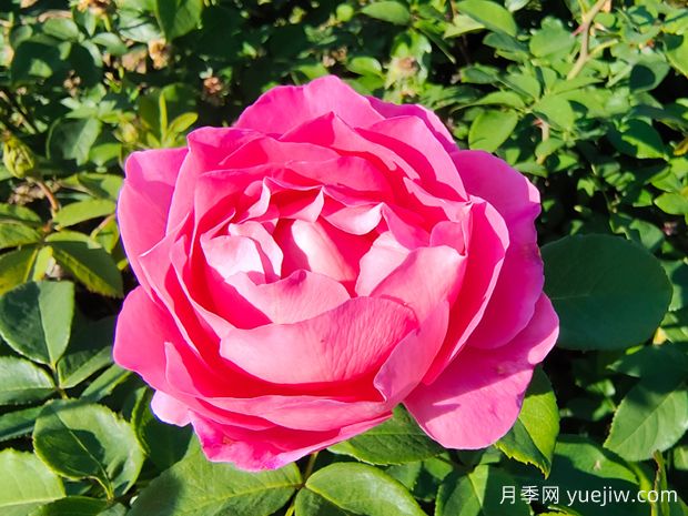 一朵玫瑰的恋语，玫瑰的美妙花语(图1)