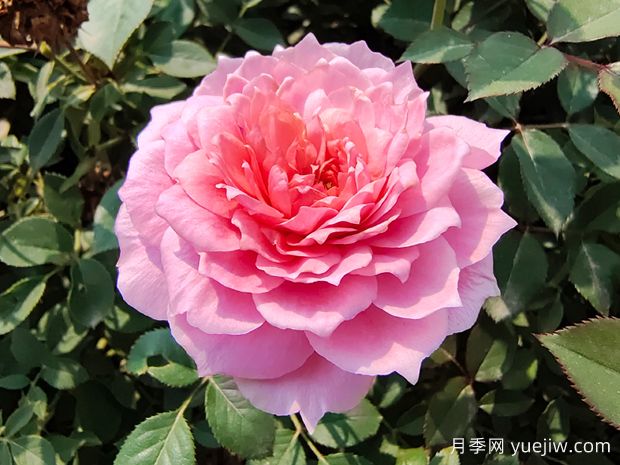 50个玫瑰表达爱意的深情句子(图1)