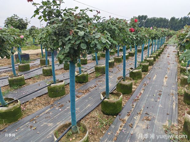 春季苗木生长黄金季，浇水至关重要(图1)