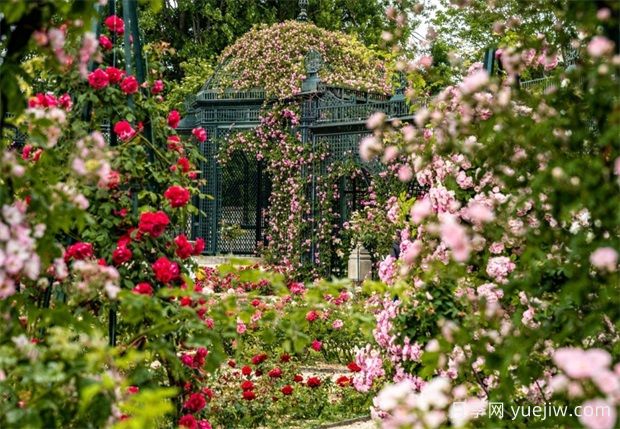 法国马恩河谷玫瑰园，全球第一座月季园(图2)