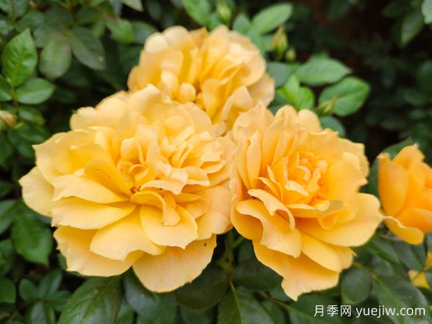 月季：美丽、爱情与坚韧的永恒颂歌(图2)
