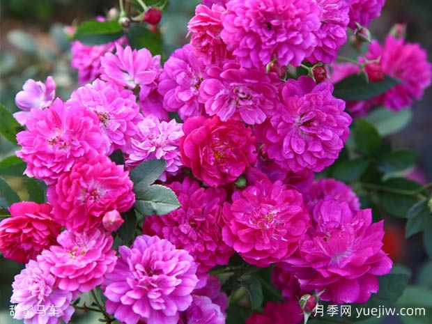 精挑细选30个迷你月季品种，用于小空间景观(图5)