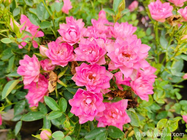 精挑细选30个迷你月季品种，用于小空间景观(图4)