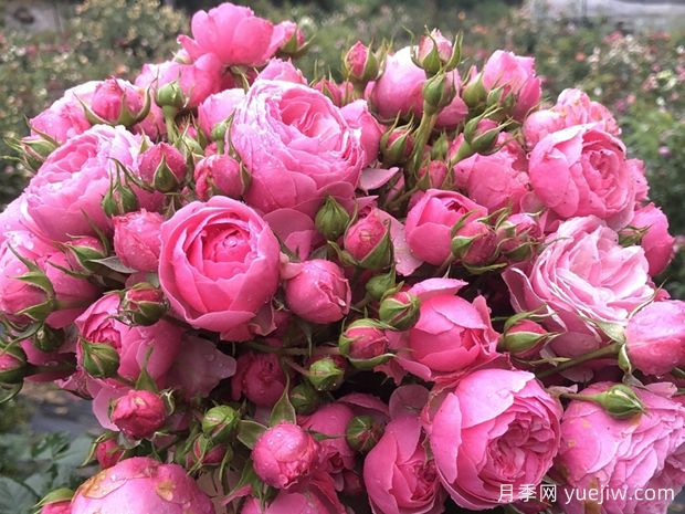 六个好看又好养的花？必须有月季花(图1)