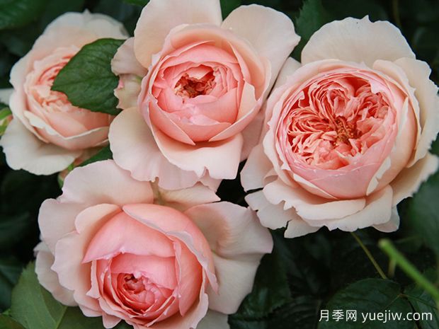 深扒月季间的亲戚关系是怎样的？(图1)