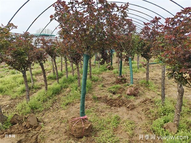 6公分米冠树状月季销往河北(图1)