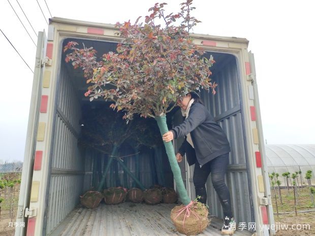 六公分树状月季精品大冠幅批发基地(图3)