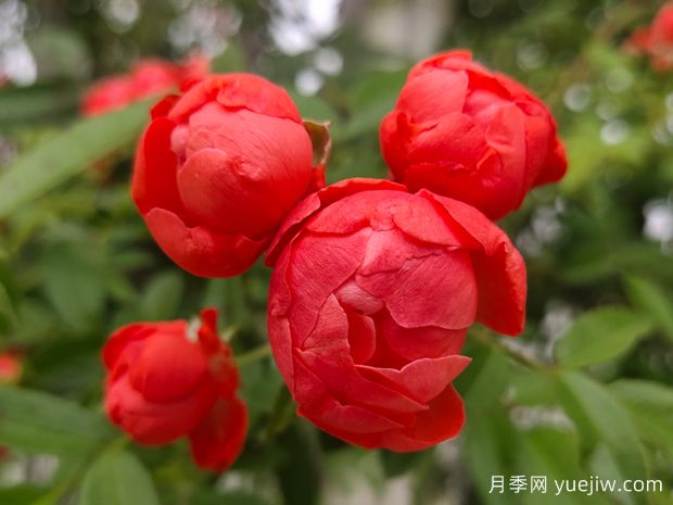 甜蜜红木香，耐寒耐旱好养易活攀爬能力强(图1)