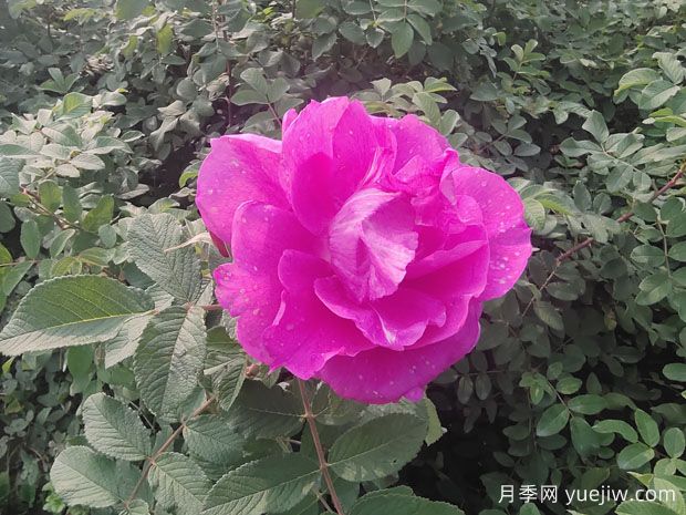 月季、玫瑰、蔷薇分别是什么？如何区别？(图3)