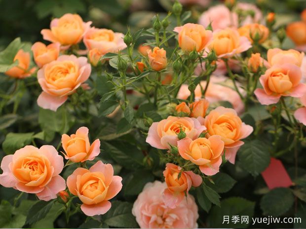 果汁阳台月季能长到多高？(图2)