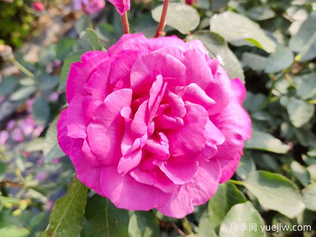 大花月季小苗价格多少一棵？大花月季小苗什么品种好？ (图1)