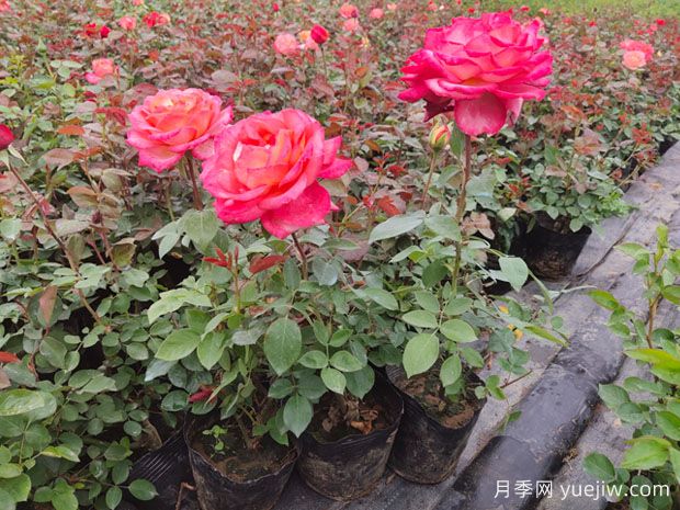 大花月季小苗价格多少一棵？大花月季小苗什么品种好？ (图2)