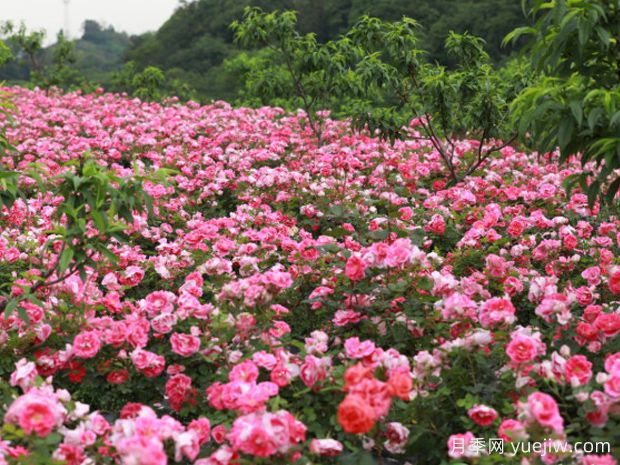 宜宾月季应用和月季景观(图1)