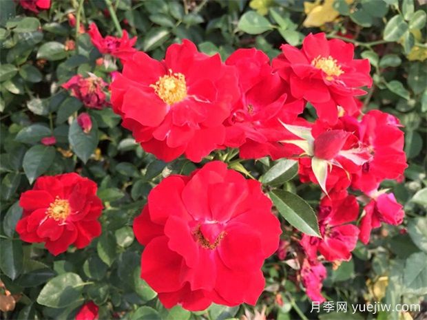 月季夏天可放室内养吗(图1)