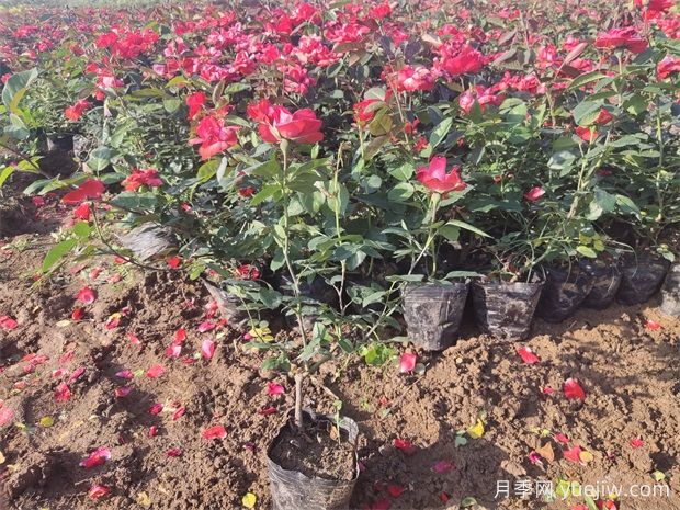 月季花夏天可以放在空调室吗(图1)