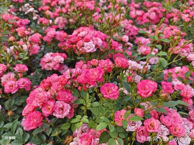 月季花幼叶卷曲畸形什么原因(图1)