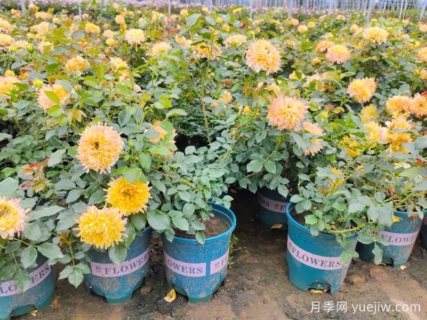 月季花盆栽开花后怎么剪枝(图1)