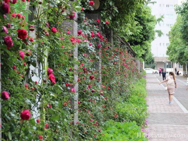 雅安月季应用和月季景观(图2)