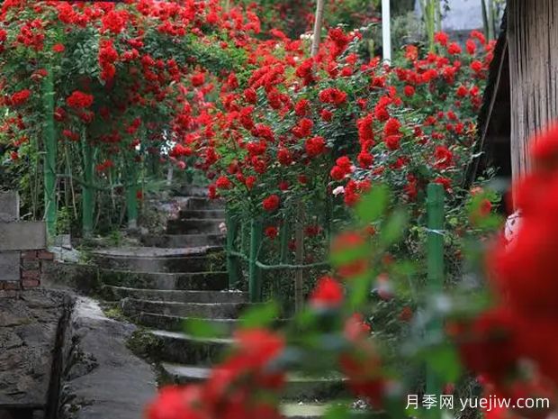 阿坝月季应用和月季景观(图2)