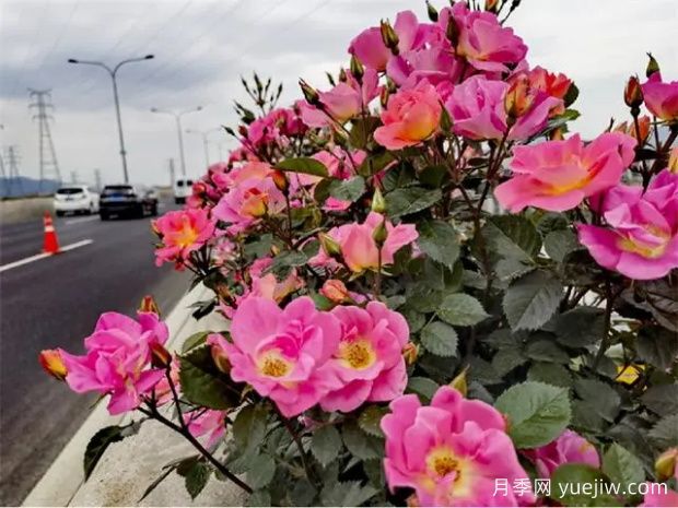 杭州高架月季初开，2024年又到走花路时间(图2)