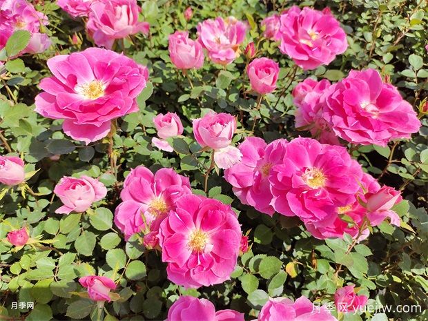 杭州高架月季初开，2024年又到走花路时间(图3)