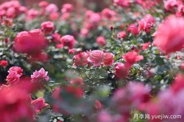 昆明大观公园南园月季花进入盛花期(图2)