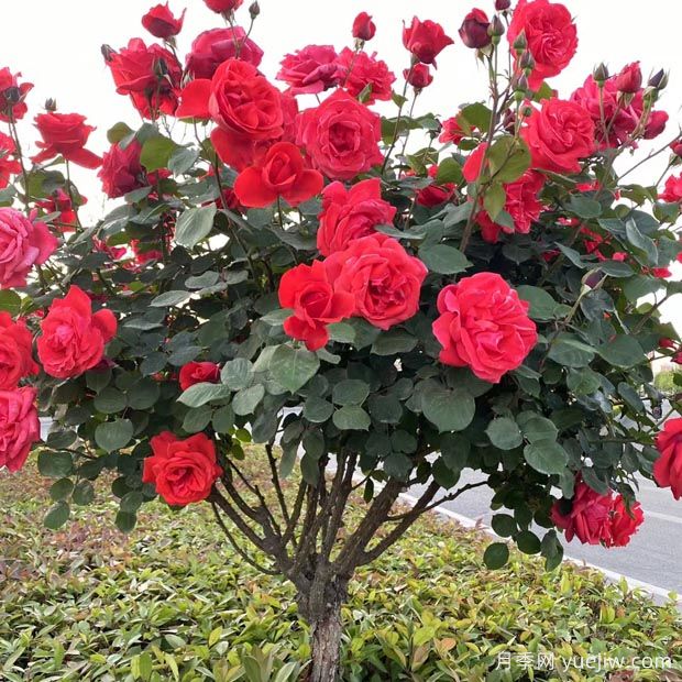 昆明街头上万株树状月季绽放(图1)