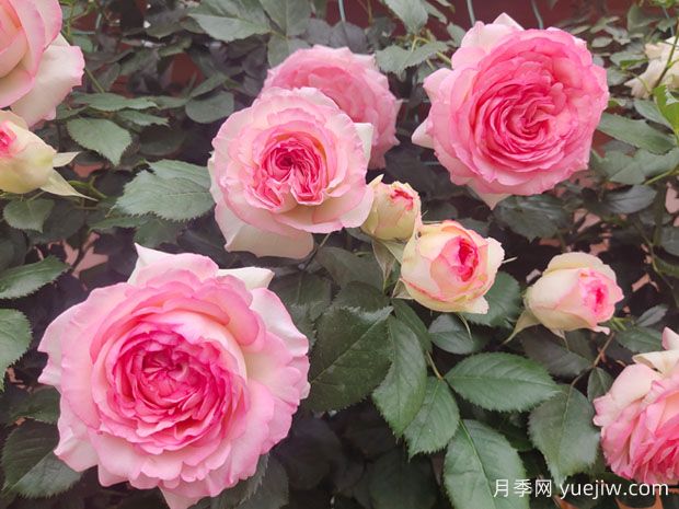 非常漂亮的9种月季花，各具特色绚丽多彩(图1)