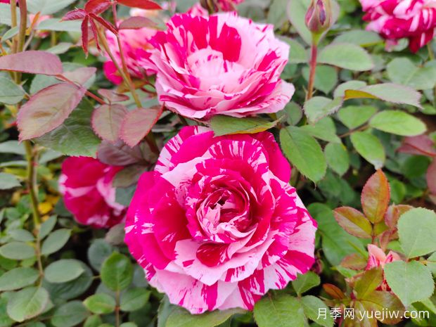 非常漂亮的9种月季花，各具特色绚丽多彩(图5)