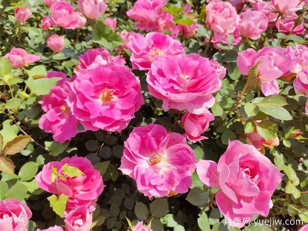 盆栽仙境月季苗基地批发供应(图1)