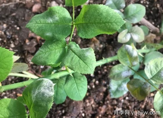 月季得了白粉病，一定要及时治疗，否则没花看(图1)