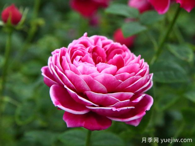 月季界的妖花玛丽玫瑰，美到惊艳！(图1)