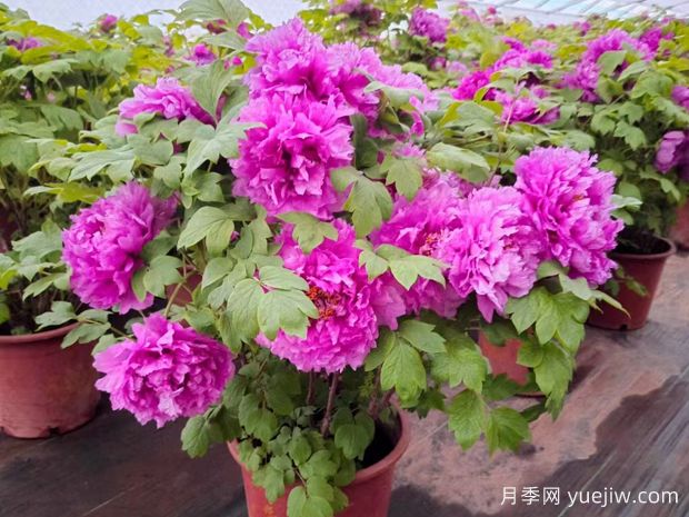 牡丹有哪些常见虫害？要如何防治呢？(图1)