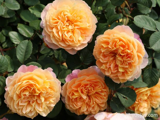 六种黄色藤本月季，养殖容易，开花超美(图2)