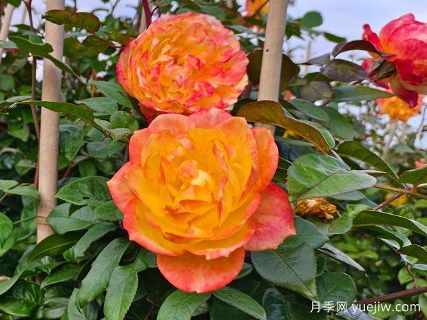 北京环路隔离带上的月季到底是什么品种？(图1)