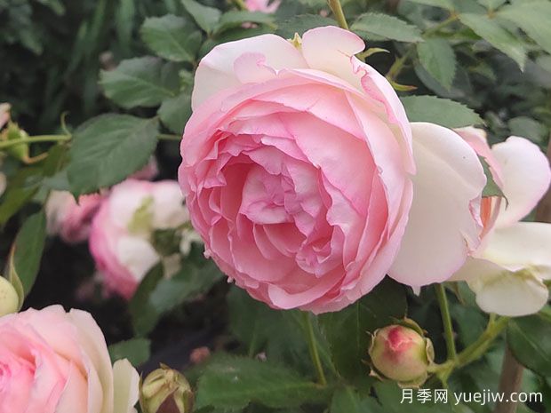 从古至今的浪漫——月季花(图1)