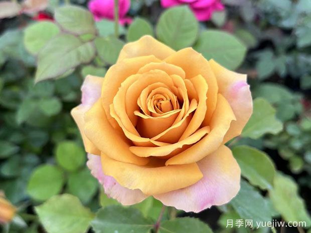 从古至今的浪漫——月季花(图3)