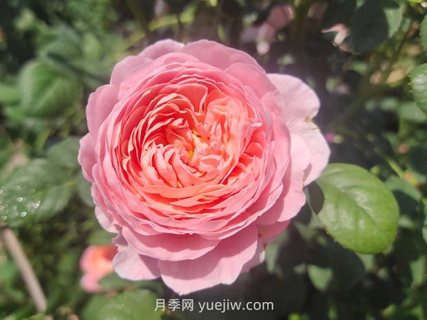 2024年郑州赏月季地点全攻略(图3)