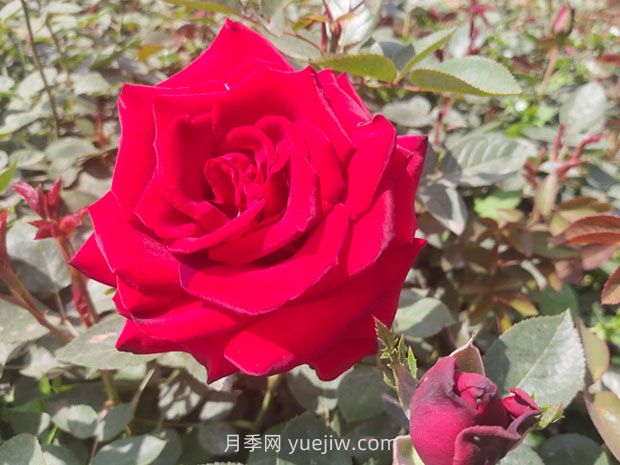 十大美丽的切花月季品种，每一种都美爆了(图3)