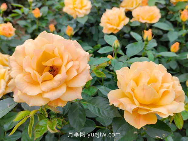 月季并不难养，只需要掌握6个小妙招(图1)